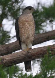 Rufous Hawk Year 2014